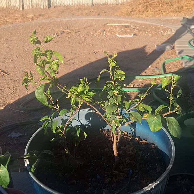 Photo of the plant species Bougainvillea by @HarmlessAlula39 named Elle on Greg, the plant care app