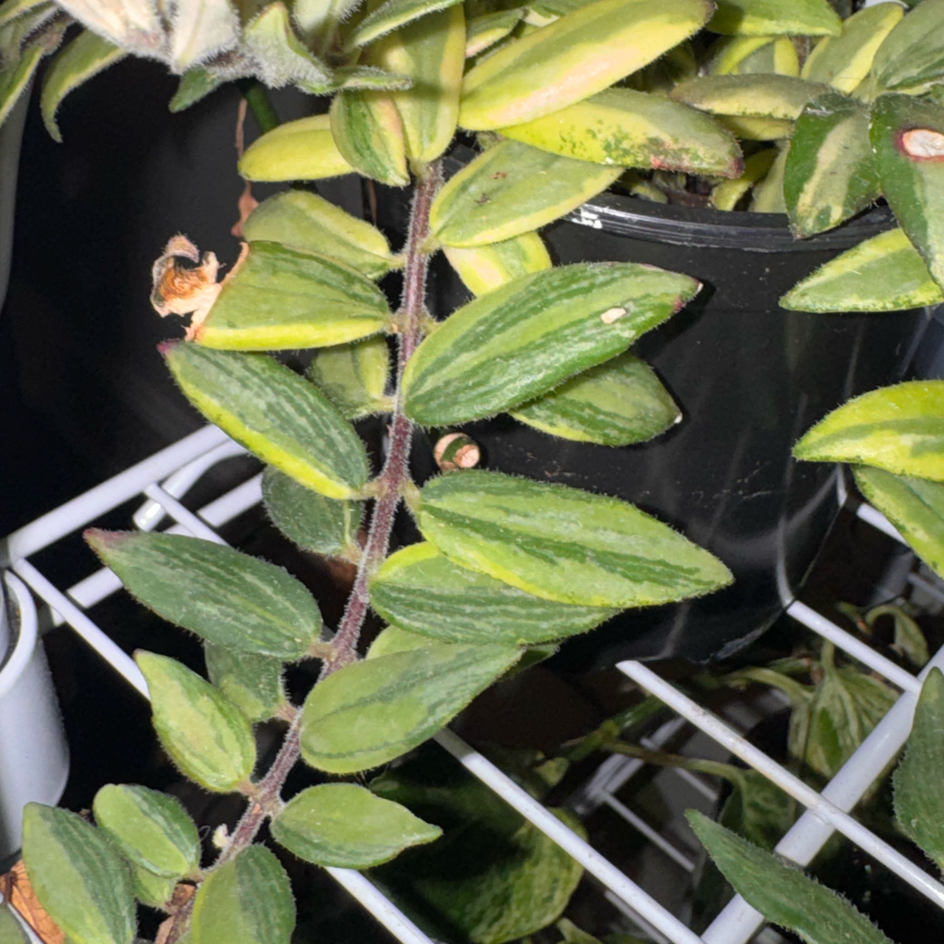 Photo of the plant species Bolero Bicolor Lipstick by @Basiil named Kylie on Greg, the plant care app