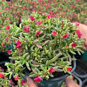 Photo of the plant species Hardy Ice Plant by @AceJade34 named Kardashian on Greg, the plant care app