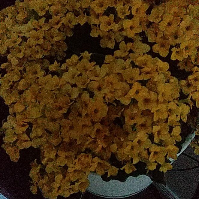 Photo of the plant species MandalaTM Yellow Kalanchoe by @BigDyebush73 named Stella on Greg, the plant care app