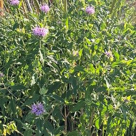 Photo of the plant species Wild Bergamot by @AngelicWorm56 named Treeyoncé on Greg, the plant care app