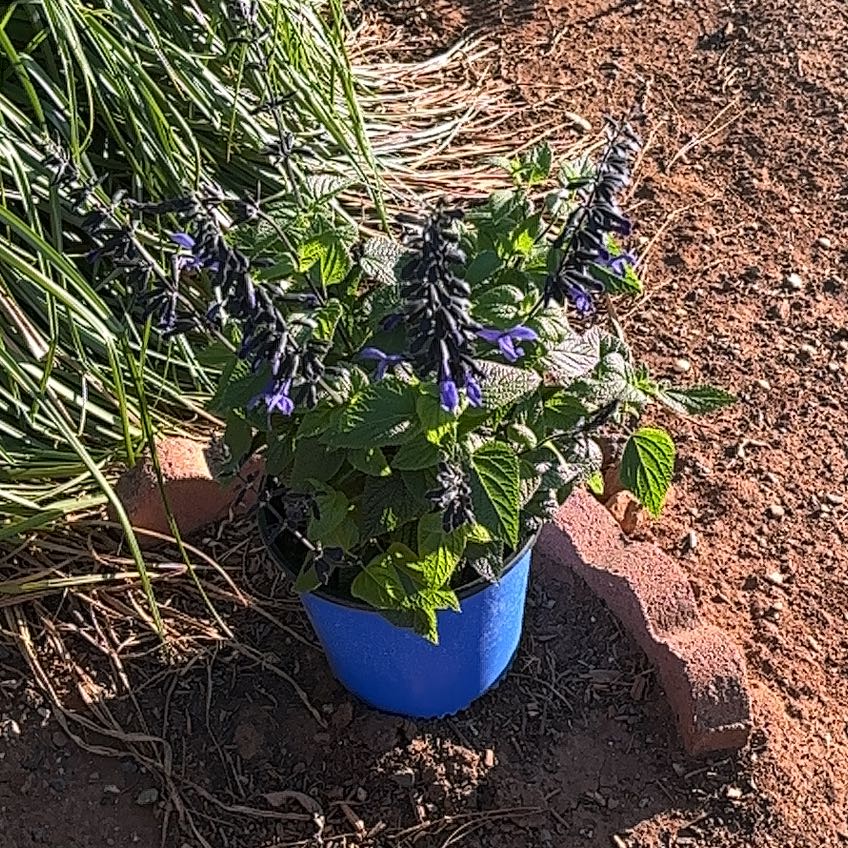 Photo of the plant species Anise-Scented Sage by @AngelicWorm56 named McKinley on Greg, the plant care app