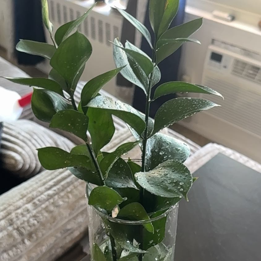 Photo of the plant species Box Holly by @PetPeyote54 named Mollie on Greg, the plant care app