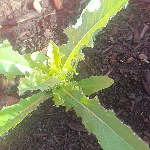 Photo of the plant species Papaver Somniferum by @SpunkyDill35 named Mr Crabs on Greg, the plant care app