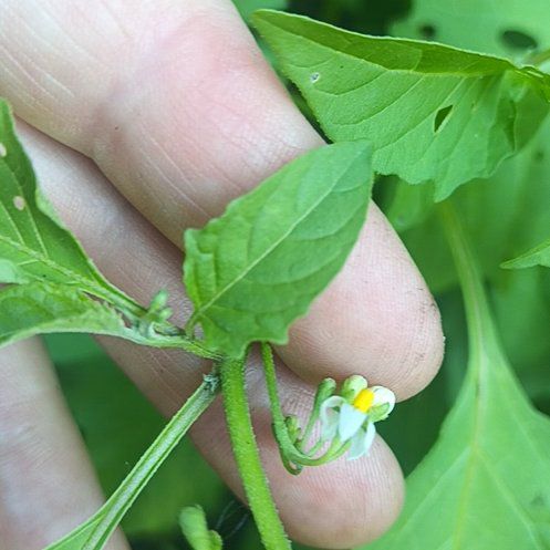 Photo of the plant species Black Nightshade by @SpunkyDill35 named Tupot amaroot on Greg, the plant care app