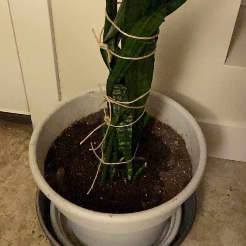 Photo of the plant species Jaboa Sansevieria by @FabHardbeech35 named Gomez on Greg, the plant care app