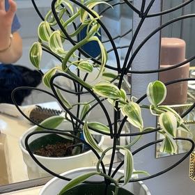 Photo of the plant species varigated Vanilla Orchid by @FitPeperomia61 named Taylor Swift on Greg, the plant care app