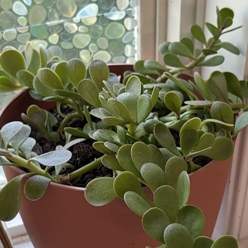 Photo of the plant species Kleinia Petraea by @FitPeperomia61 named Hemingway on Greg, the plant care app