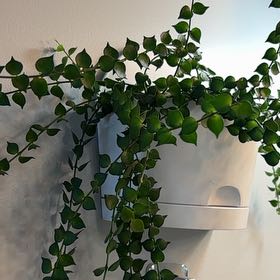 Photo of the plant species Million hearts by @FitPeperomia61 named Cleopatra on Greg, the plant care app