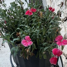 Photo of the plant species Chinese Pink by @PivotalTaro84 named Winston on Greg, the plant care app