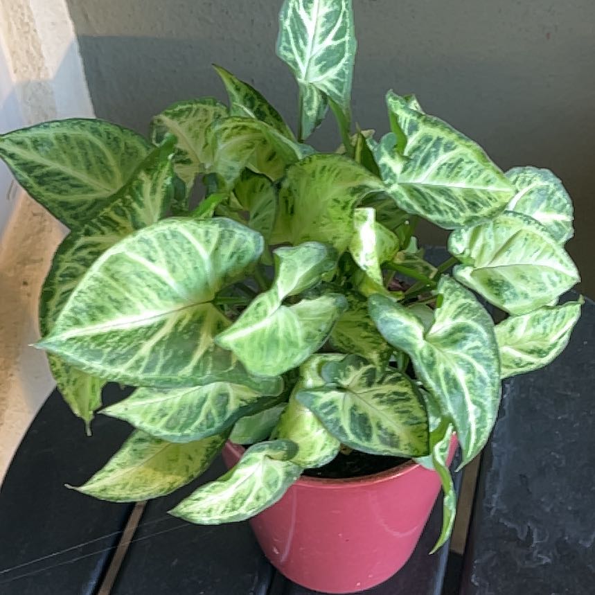 Photo of the plant species angel wings by @PivotalTaro84 named Kardashian on Greg, the plant care app