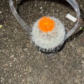 Photo of the plant species Button Cactus by @HipHarebell31 named Gates on Greg, the plant care app