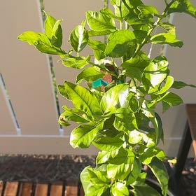 Photo of the plant species Eureka Lemon by @AnewCowshorn12 named Tolkien on Greg, the plant care app