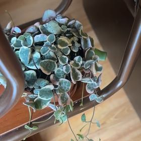 Photo of the plant species variegated string of hearts by @FabZebrina48 named Robert Plant on Greg, the plant care app