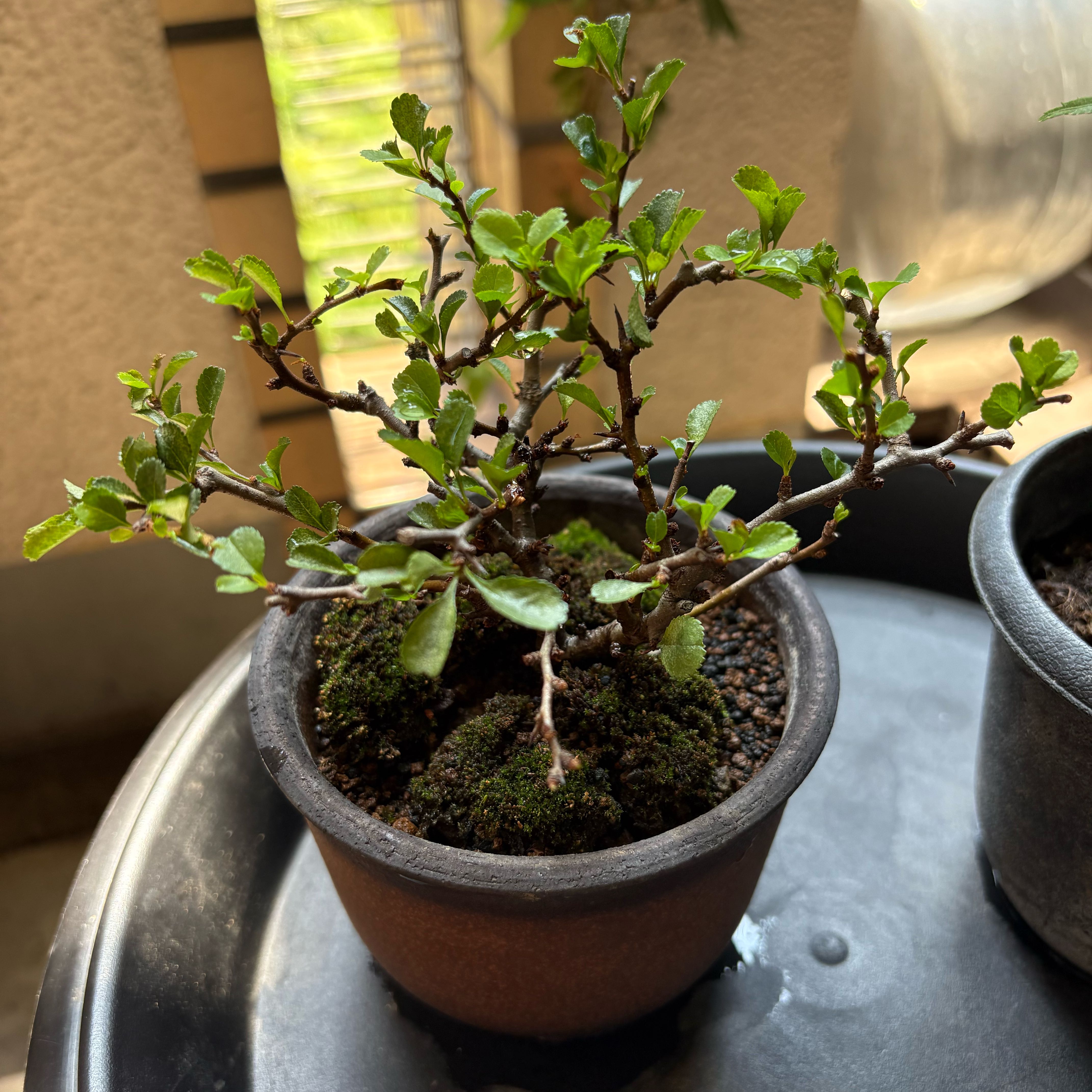 Photo of the plant species Japanese Flowering Quince by @PlayfulRimu59 named はなまる on Greg, the plant care app