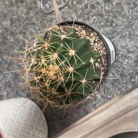 Photo of the plant species Hamatocactus by @WinsomePepper2 named Javier on Greg, the plant care app
