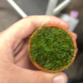 Photo of the plant species Common Smoothcap Moss by @KookyHope34 named Mollie on Greg, the plant care app