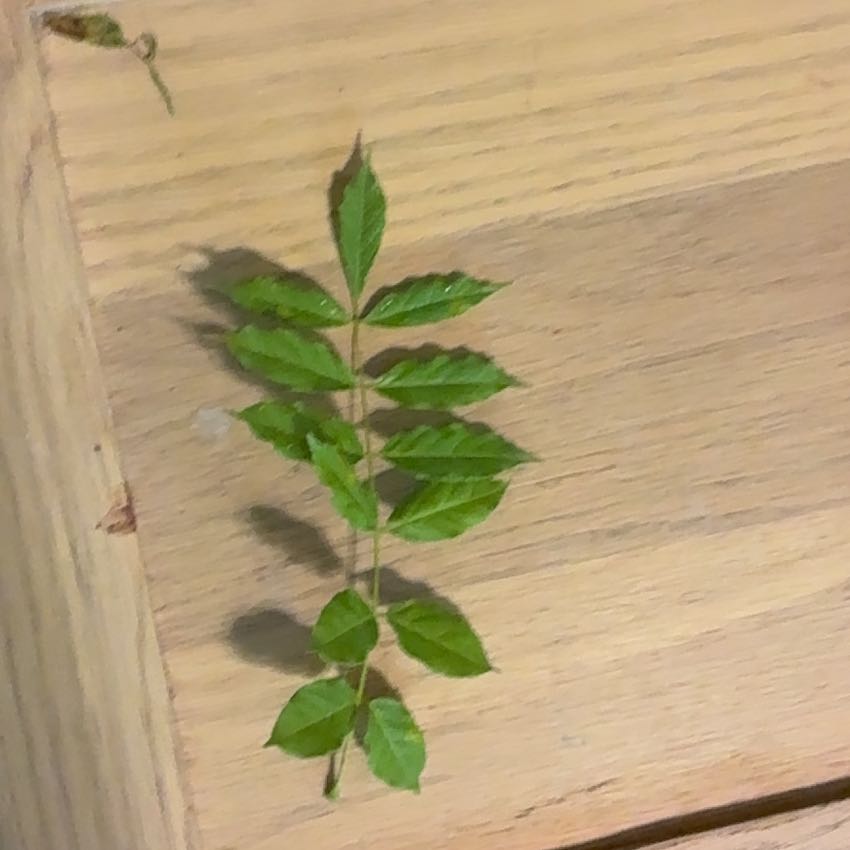 Photo of the plant species Chinese Wisteria by @WizardFanpalm98 named Gregarious on Greg, the plant care app