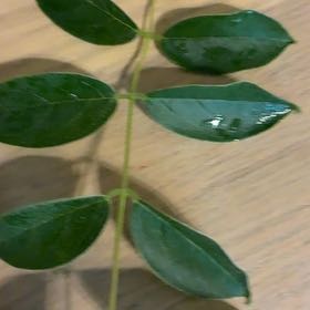 Photo of the plant species American Wisteria by @WizardFanpalm98 named Demi on Greg, the plant care app