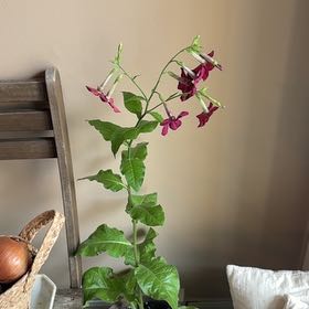 Photo of the plant species Tobacco by @BuffRedwood40 named Eva on Greg, the plant care app