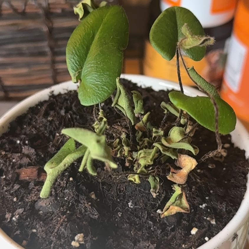 Photo of the plant species Acrostichum Aureum by @NewOrchids7 named Gaga on Greg, the plant care app