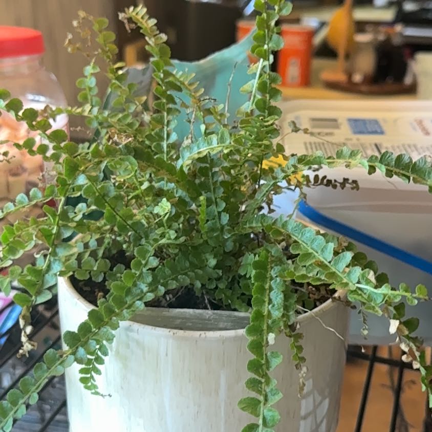 Photo of the plant species Lemon Button Fern by @NewOrchids7 named Gobi on Greg, the plant care app