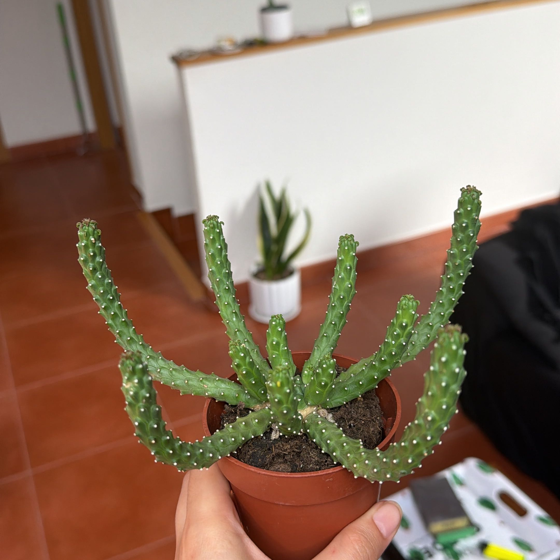 Photo of the plant species Euphorbia inermis by @BabyHopsage46 named Bella on Greg, the plant care app