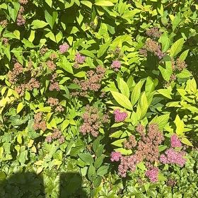 Photo of the plant species Japanese Meadowsweet by @WorkableFlatpea named Kesha on Greg, the plant care app