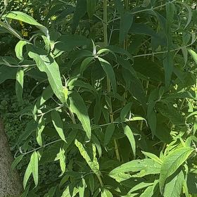 Photo of the plant species Orange Eye by @WorkableFlatpea named Planty on Greg, the plant care app