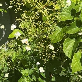 Photo of the plant species Ashy Hydrangea by @WorkableFlatpea named Fernie Mercury on Greg, the plant care app