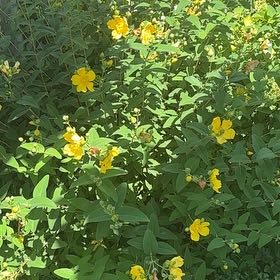 Photo of the plant species St. John's Wort by @WorkableFlatpea named Harmony on Greg, the plant care app