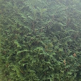 Photo of the plant species Arborvitae by @WorkableFlatpea named Aria on Greg, the plant care app