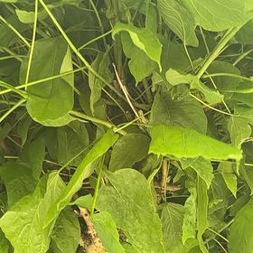 Photo of the plant species Catalpa by @WorkableFlatpea named Daphne on Greg, the plant care app