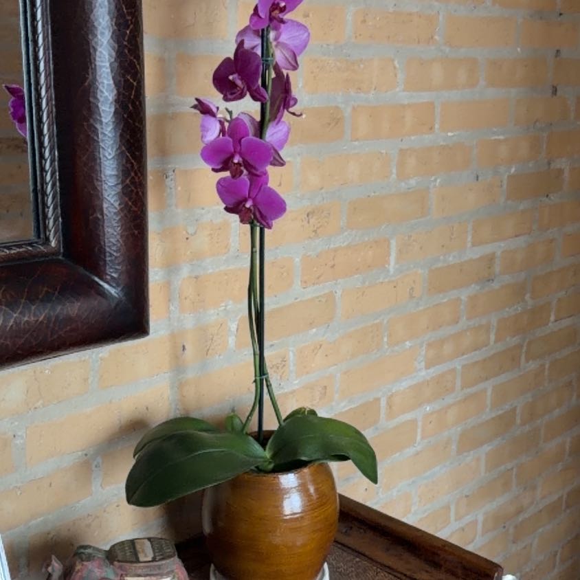 Photo of the plant species Hyacinth Bean by @ClubbyDuranta20 named Gomez on Greg, the plant care app
