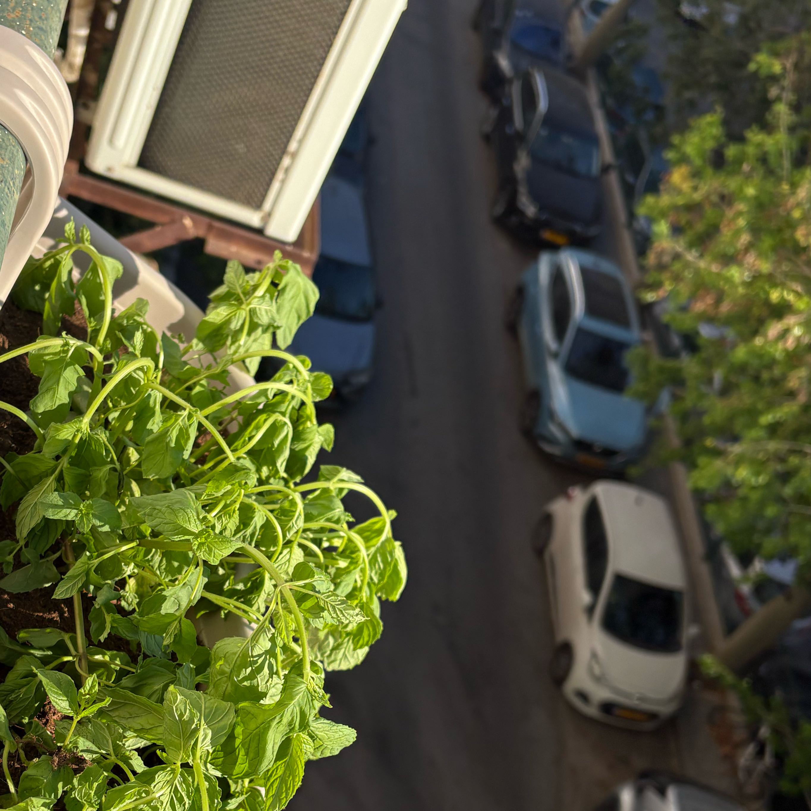 Photo of the plant species Mint by @FlyingAgave50 named Scarlett on Greg, the plant care app
