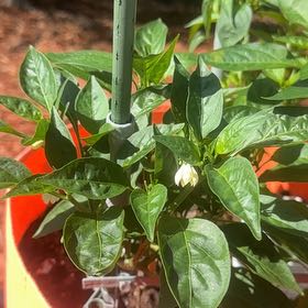 Photo of the plant species Jalapeno Pepper by @RadPaleflax89 named Apollo on Greg, the plant care app