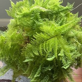 Photo of the plant species Cotton Candy Fern by @GoodAnthora19 named Maya on Greg, the plant care app