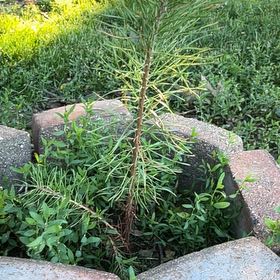 Photo of the plant species Loblolly Pine by @SageJitterbug68 named Madonna on Greg, the plant care app