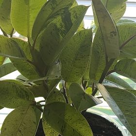 Photo of the plant species Ficus Macrophylla by @TidyGollum85 named Khaleesi on Greg, the plant care app