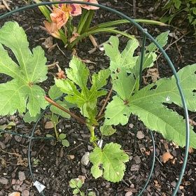 Photo of the plant species Abelmoschus Esculentus by @CivilKale92 named Einstein on Greg, the plant care app