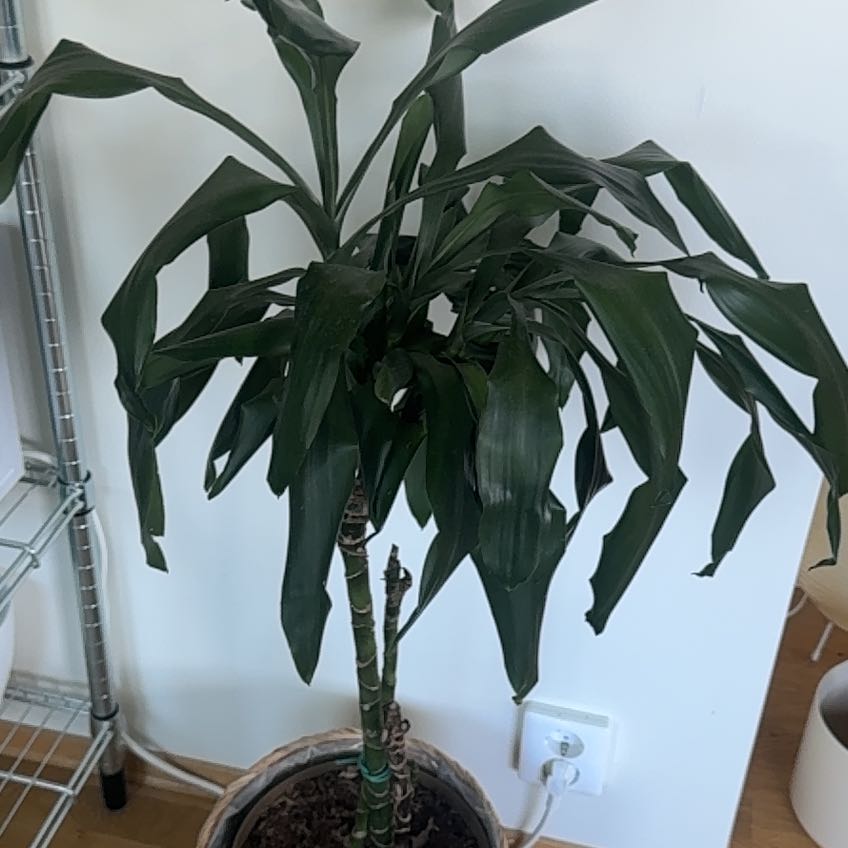 Photo of the plant species Dragon tree by @ChosenPetunia60 named Girlfrond on Greg, the plant care app