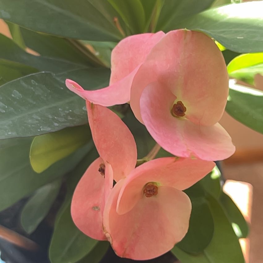 Photo of the plant species Assorted Euphorbia by @FocusedSoybean named Einstein on Greg, the plant care app
