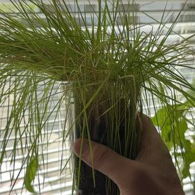 Photo of the plant species Slender Club-Rush by @LeadSquash17 named Gobi on Greg, the plant care app