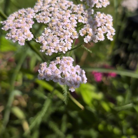 Photo of the plant species Yarrow by @DearEspostoa65 named Planty on Greg, the plant care app