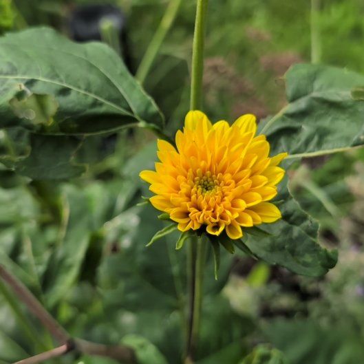 Photo of the plant species Mexican Sunflower by @DearEspostoa65 named Foxxy on Greg, the plant care app