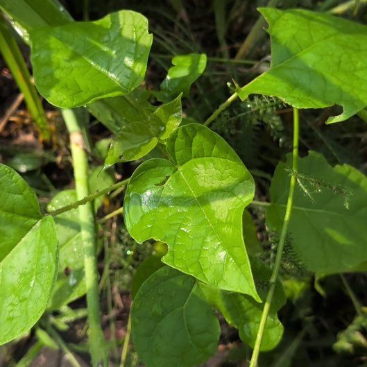 Photo of the plant species Yellow Passionflower by @DearEspostoa65 named Zion on Greg, the plant care app