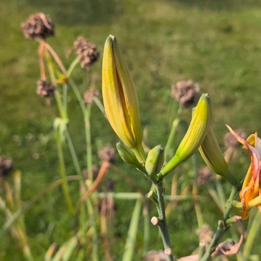 Photo of the plant species Yellow Daylily by @DearEspostoa65 named Khaleesi on Greg, the plant care app