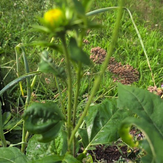 Photo of the plant species Smooth Oxeye by @DearEspostoa65 named Oscar on Greg, the plant care app