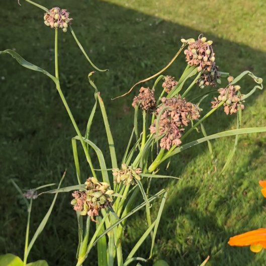 Photo of the plant species Ohio Spiderwort by @DearEspostoa65 named Winston on Greg, the plant care app