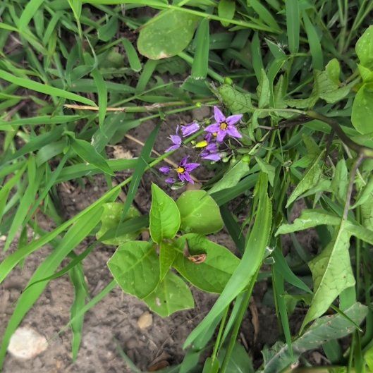 Photo of the plant species Bittersweet by @DearEspostoa65 named Messi on Greg, the plant care app